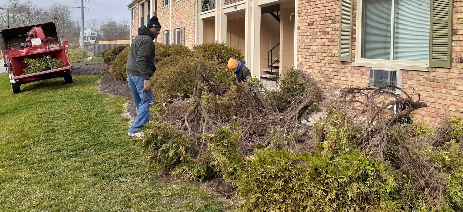 A 3 Rivers Tree Service crew removing some old bushes at an apartment complex in Fort Wayne.